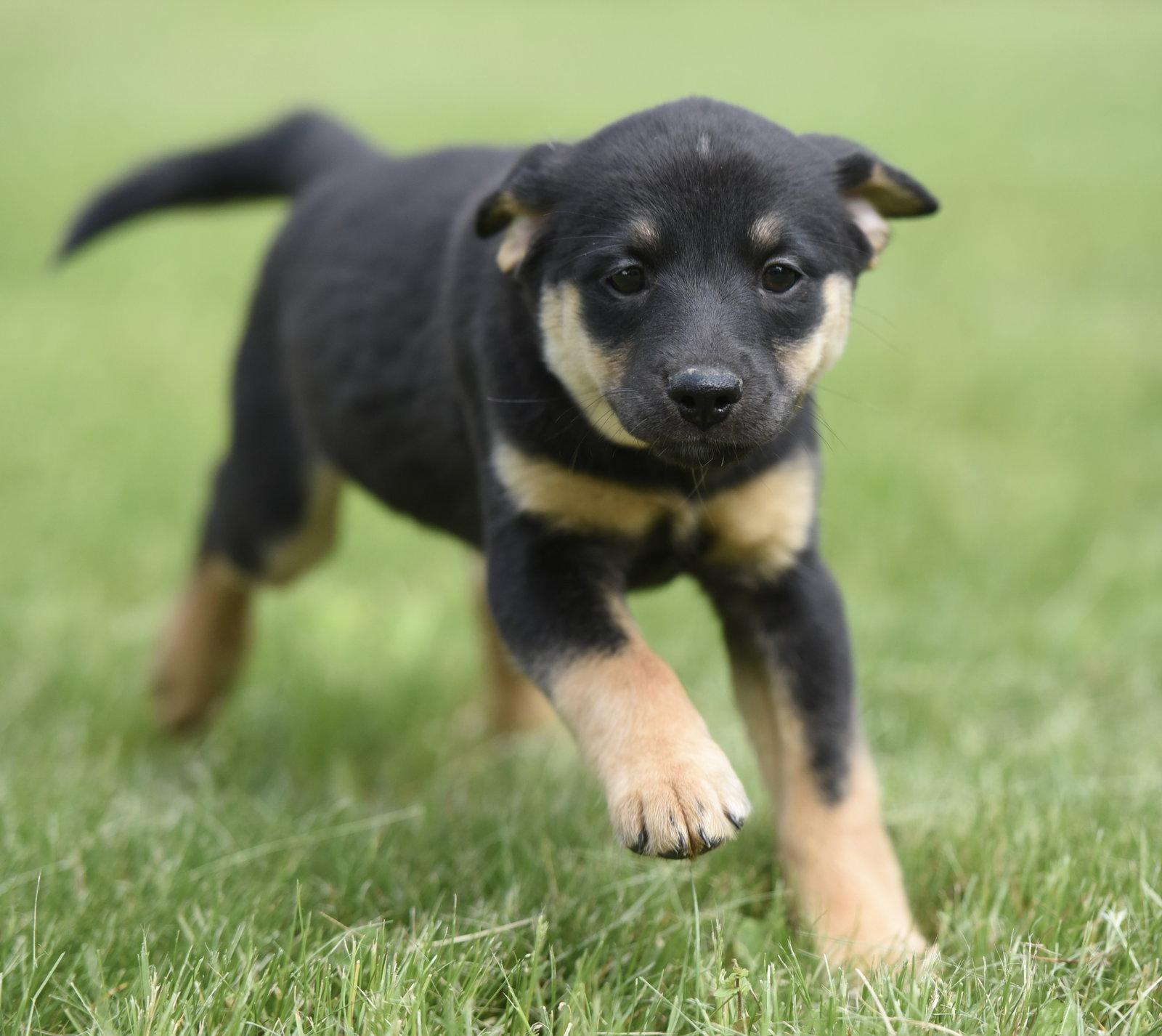 Enlarge SOPHIE, a Adoptable mixed breed in Mechanicsburg, PA image 3/3