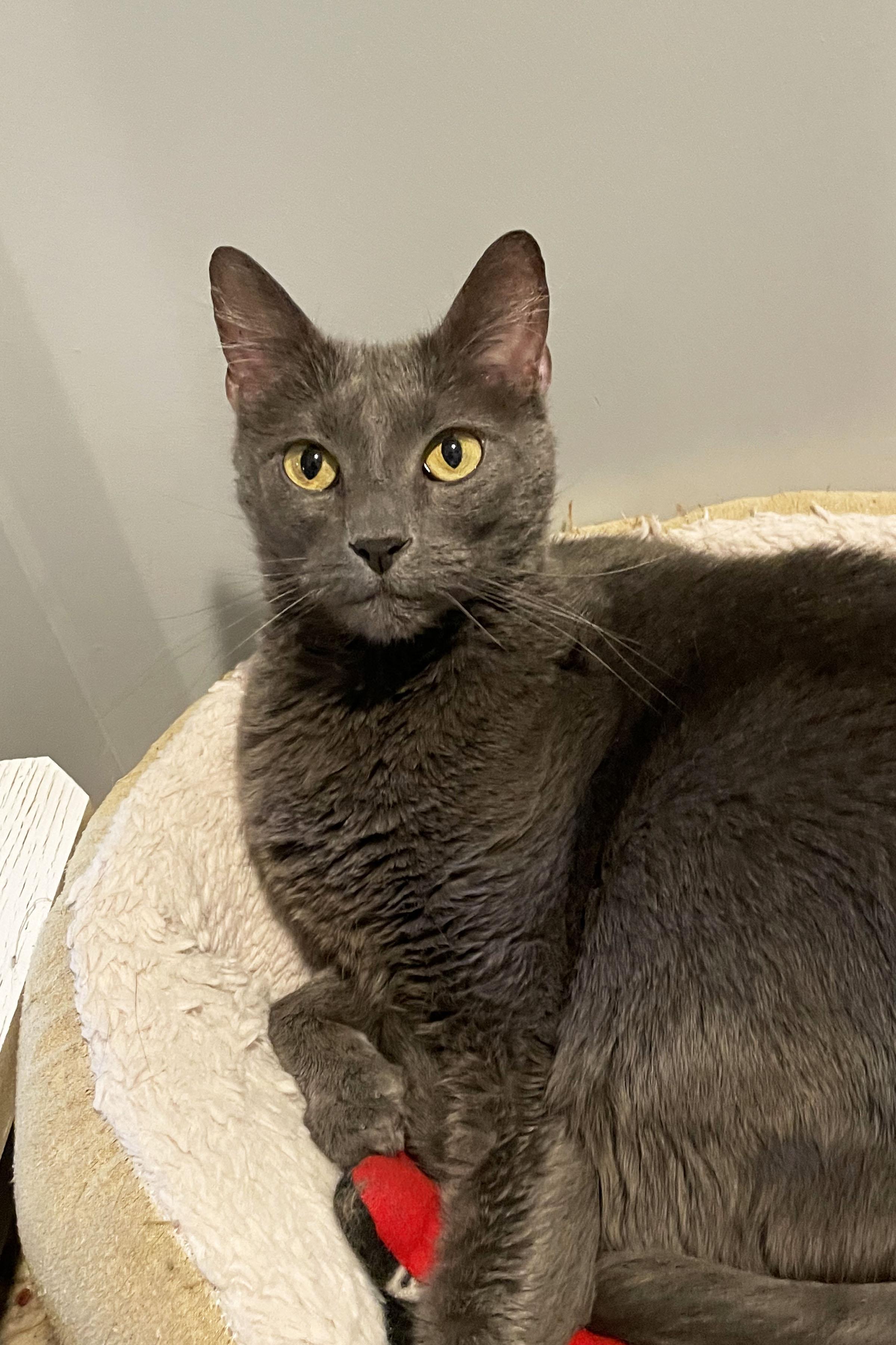 Rhea, ADOPTABLE, Adult Female Domestic Short Hair.