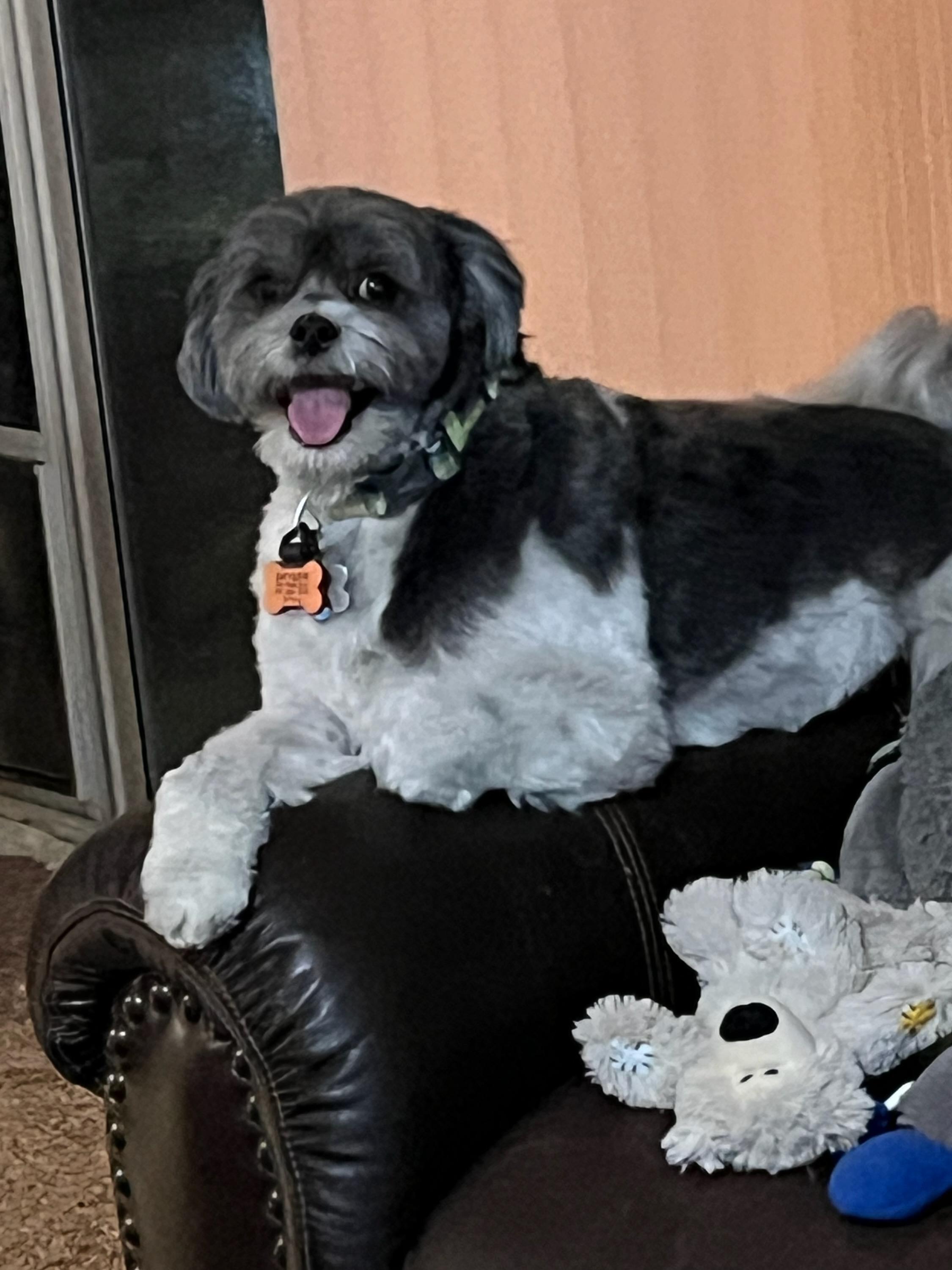 Skyler, ADOPTABLE, Adult Male Shih Tzu & Poodle.
