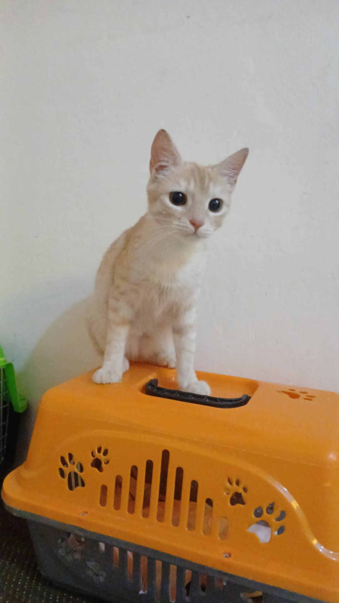 Lily L