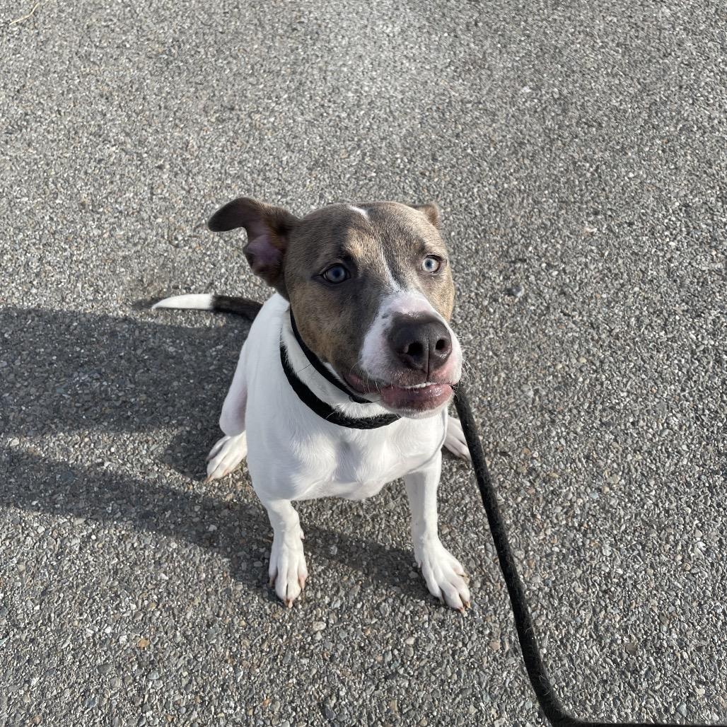 Enlarge Bruno, a Adoptable Mixed Breed in Spokane, WA image 1/2