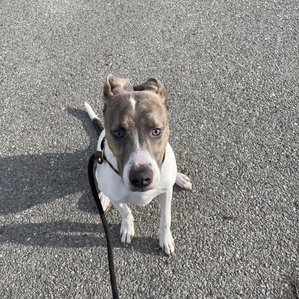 Enlarge Bruno, a Adoptable Mixed Breed in Spokane, WA image 2/2