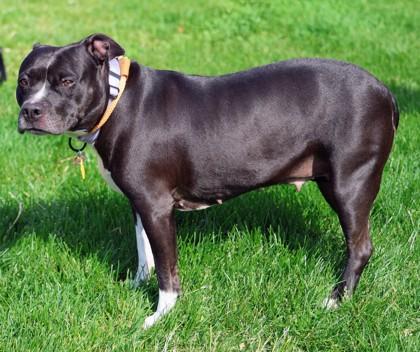 Fern, a Adoptable Mixed Breed in Hamilton, OH image 2/3