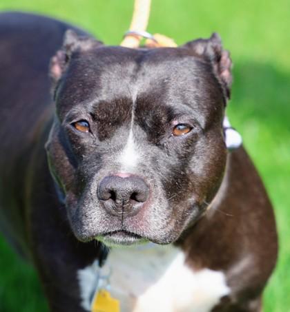Fern, a Adoptable Mixed Breed in Hamilton, OH image 1/3