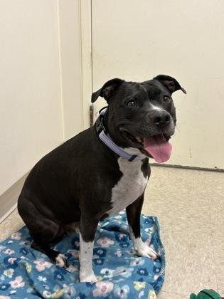 Fern, a Adoptable Mixed Breed in Hamilton, OH image 3/3