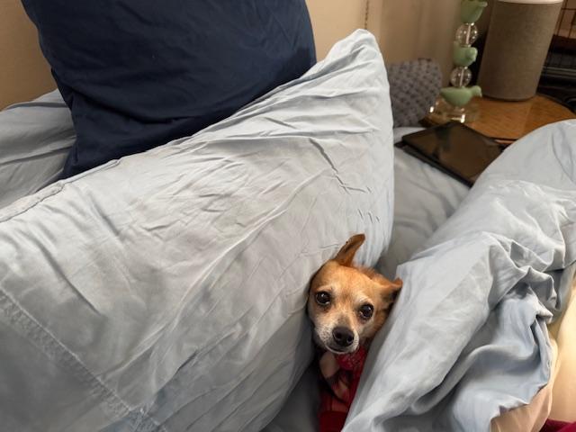 Tater, an adopted mixed breed in Santa Rosa, CA image 5/5