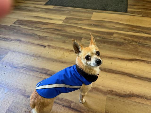 Tater, an adopted mixed breed in Santa Rosa, CA image 2/5