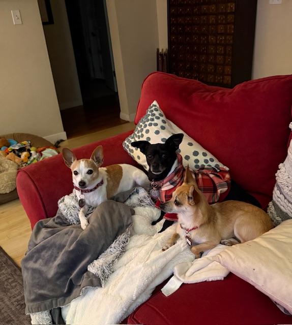 Tater, an adopted mixed breed in Santa Rosa, CA image 3/5