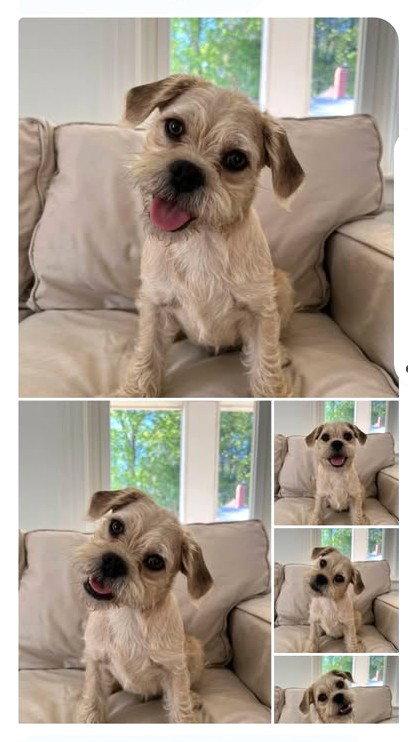 Enlarge Ringo JB in RI, a Adoptable Dandie Dinmont Terrier in Warwick, RI image 1/3