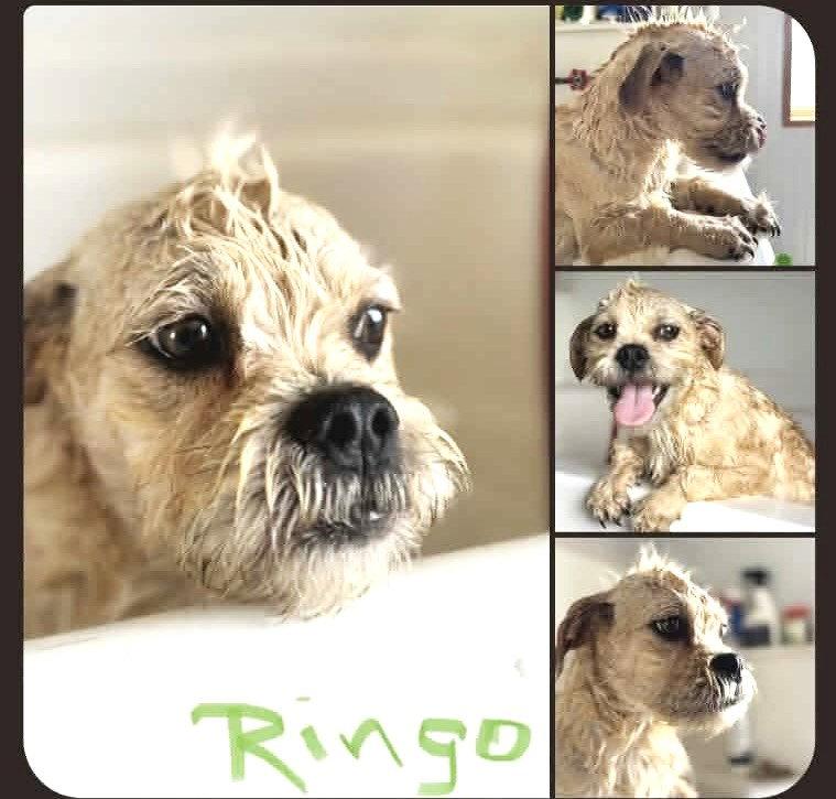 Enlarge Ringo JB in RI, a Adoptable Dandie Dinmont Terrier in Warwick, RI image 2/3