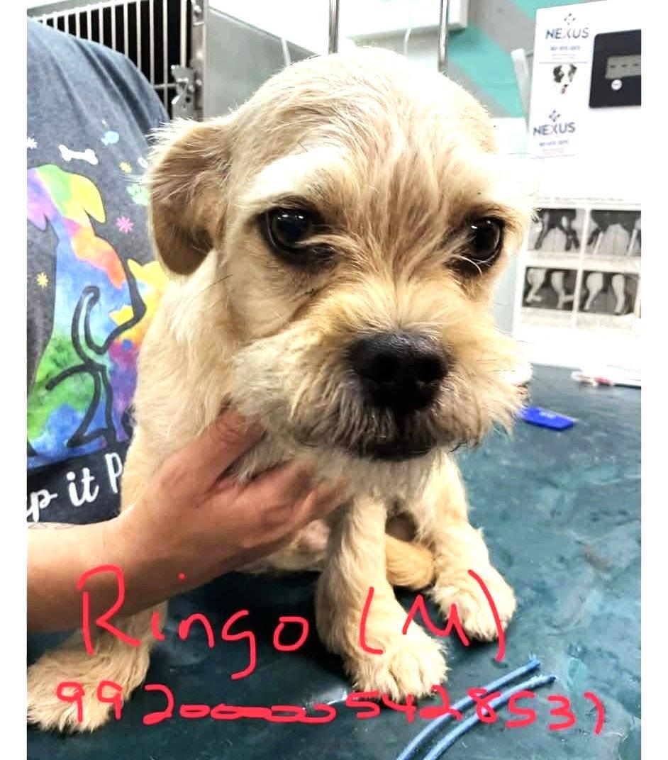 Enlarge Ringo JB in RI, a Adoptable Dandie Dinmont Terrier in Warwick, RI image 3/3