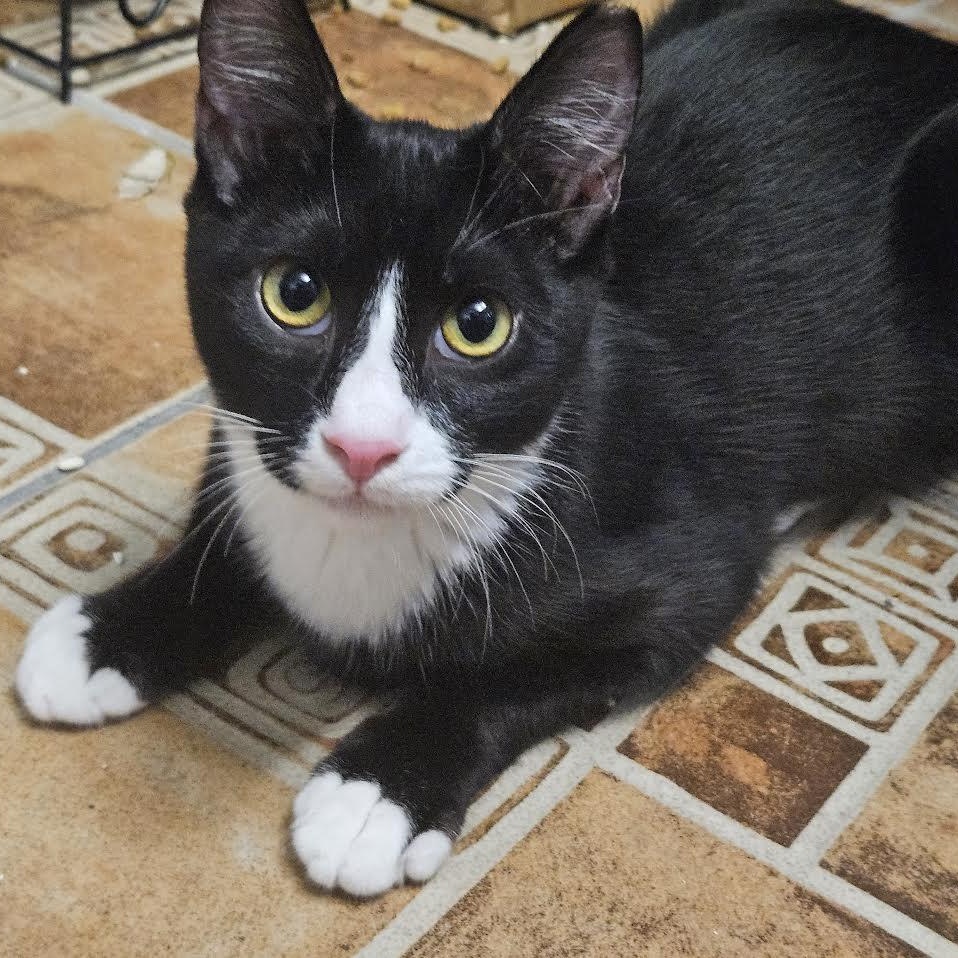 Enlarge Chico, a Adoptable Tuxedo in Boston, MA image 4/4