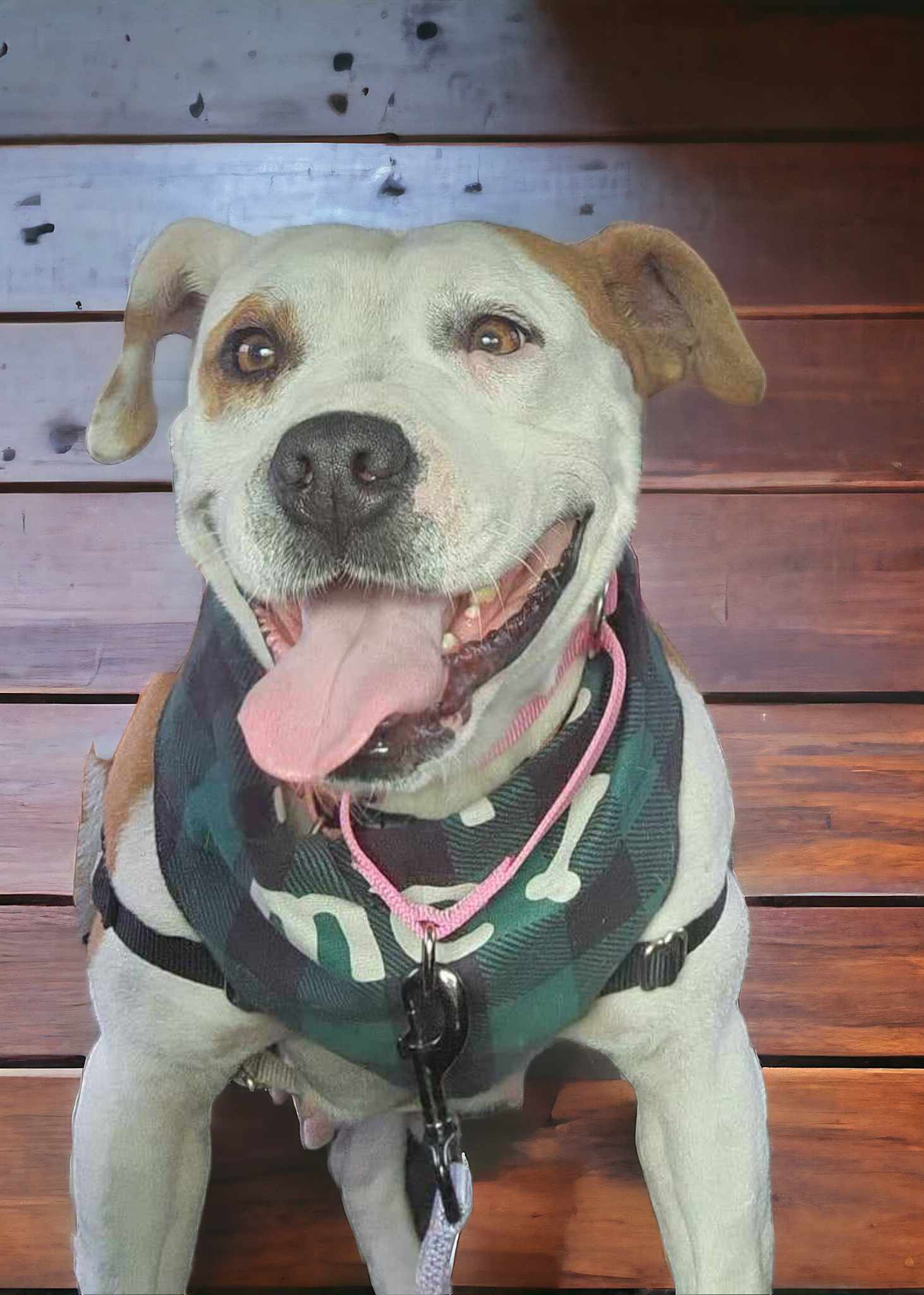 Matilda, Adult Female Mixed Breed