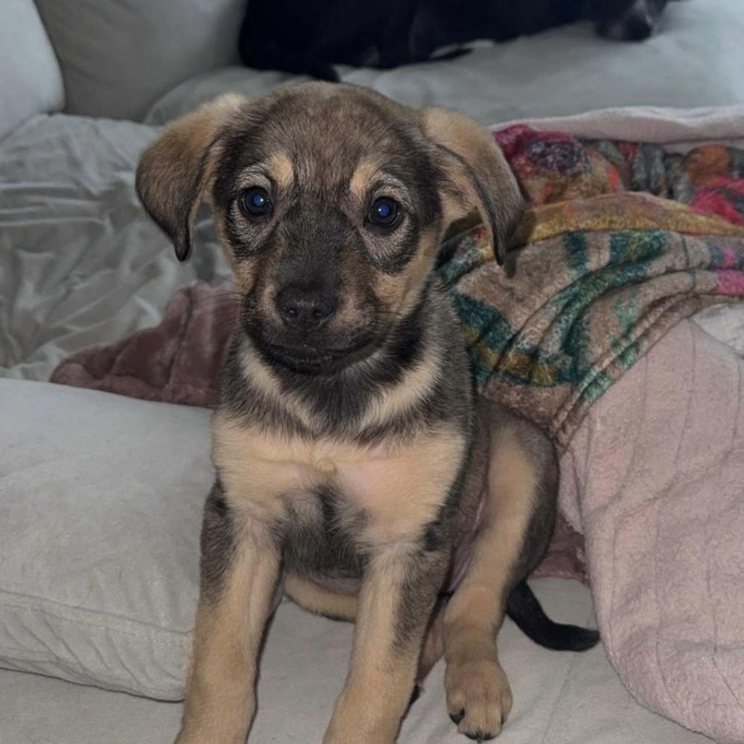 Pink House — thumbnail 2