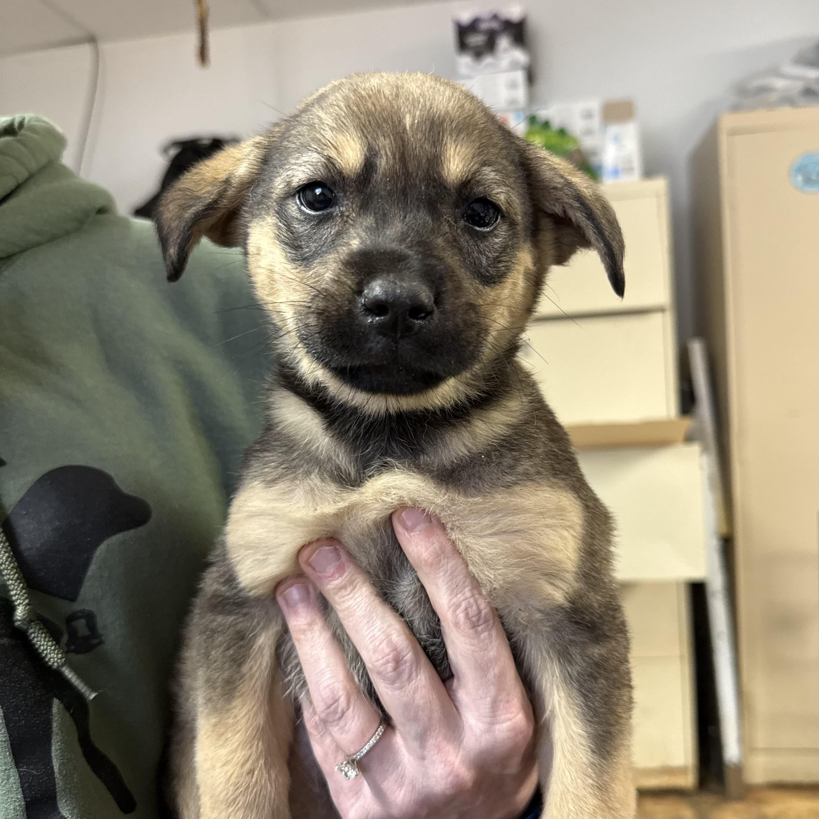 Pink House — thumbnail 3