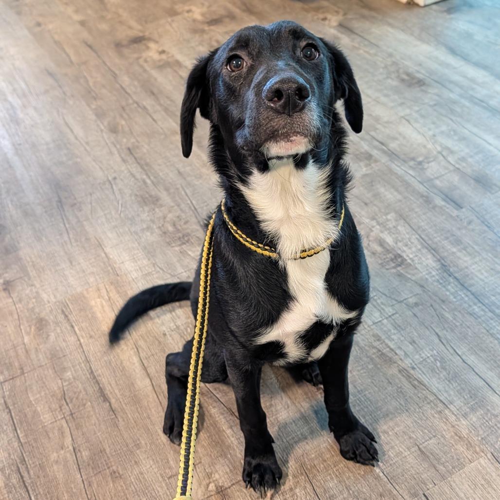 Blitz, Adoptable, Young Male Black Labrador Retriever & Mixed Breed.