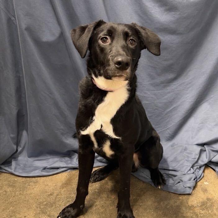 Enlarge Blitz, a Adoptable mixed breed in Jefferson city, TN image 2/3