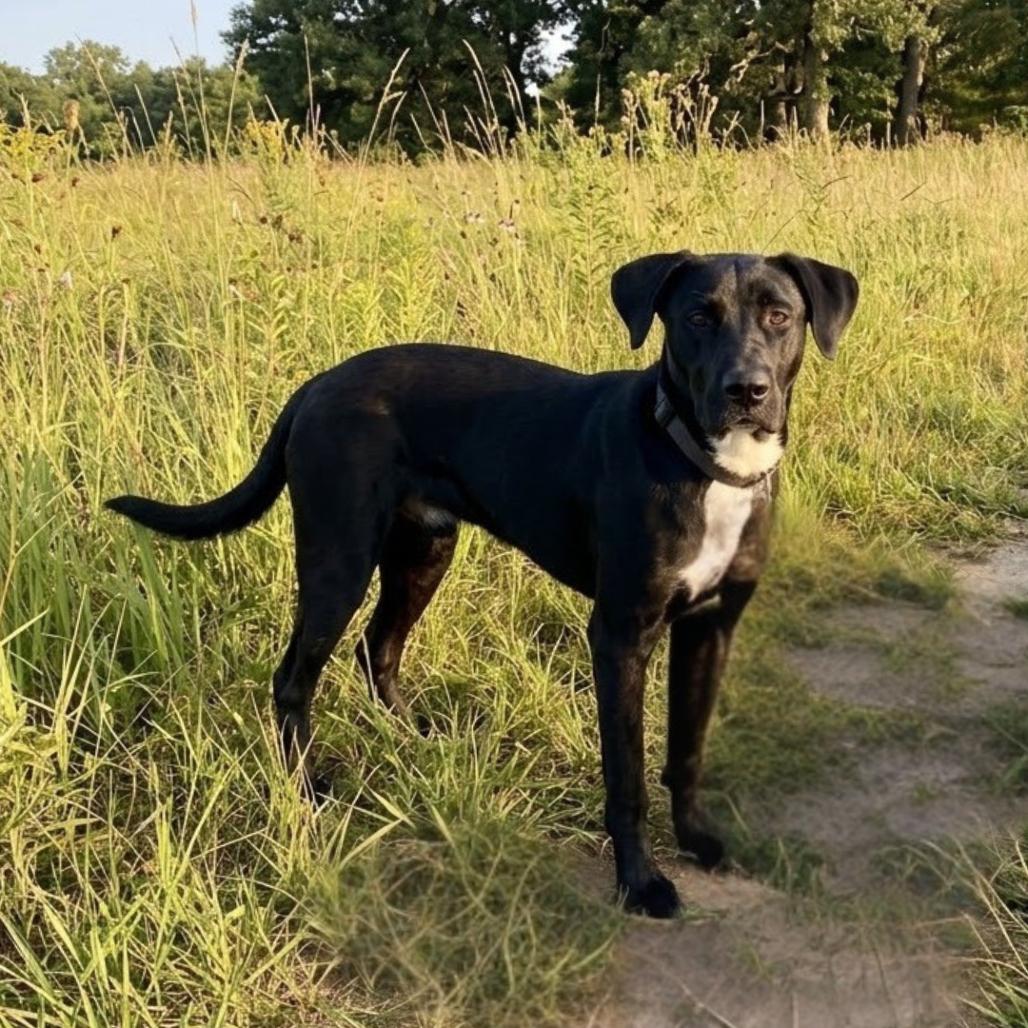 Enlarge Blitz, a Adoptable mixed breed in Jefferson city, TN image 3/3