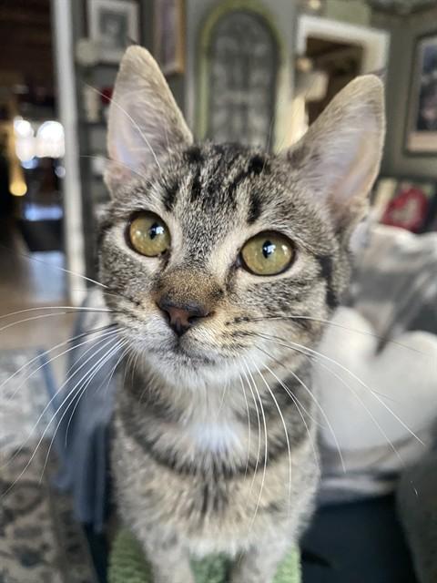 ANNIE, Adoptable, Young Female Domestic Short Hair.