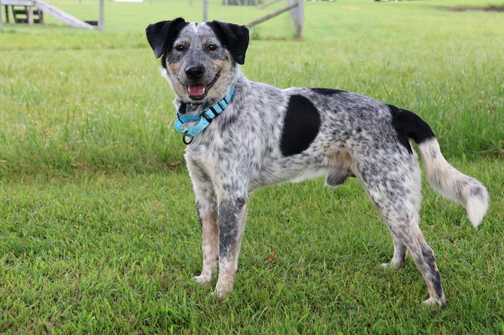 Blue, Adoptable, Young Male Mixed Breed.