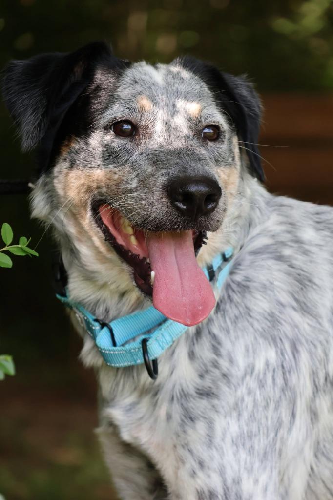Enlarge Blue, a Adoptable mixed breed in Columbia, TN image 2/5
