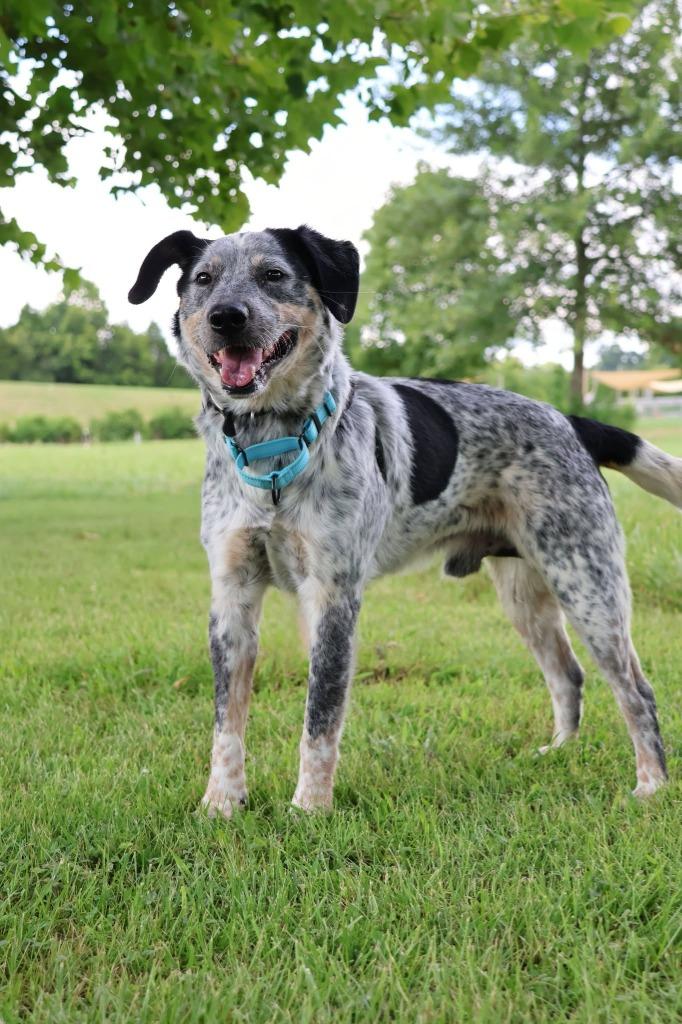 Enlarge Blue, a Adoptable mixed breed in Columbia, TN image 3/5