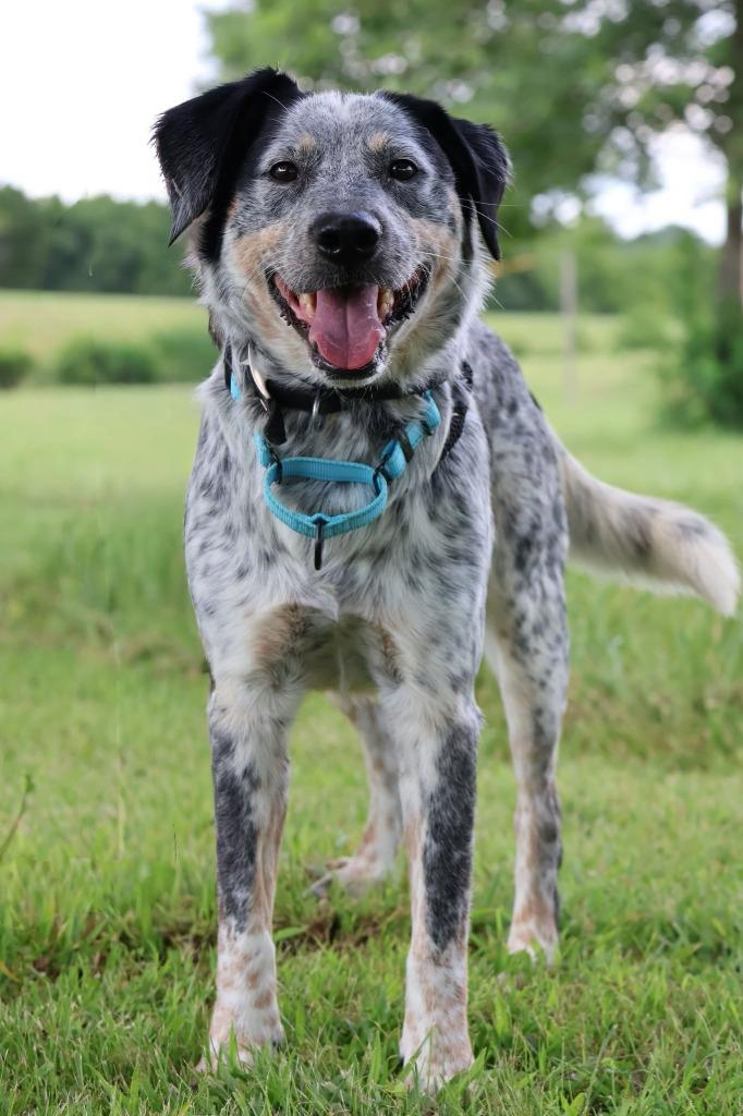 Enlarge Blue, a Adoptable mixed breed in Columbia, TN image 4/5