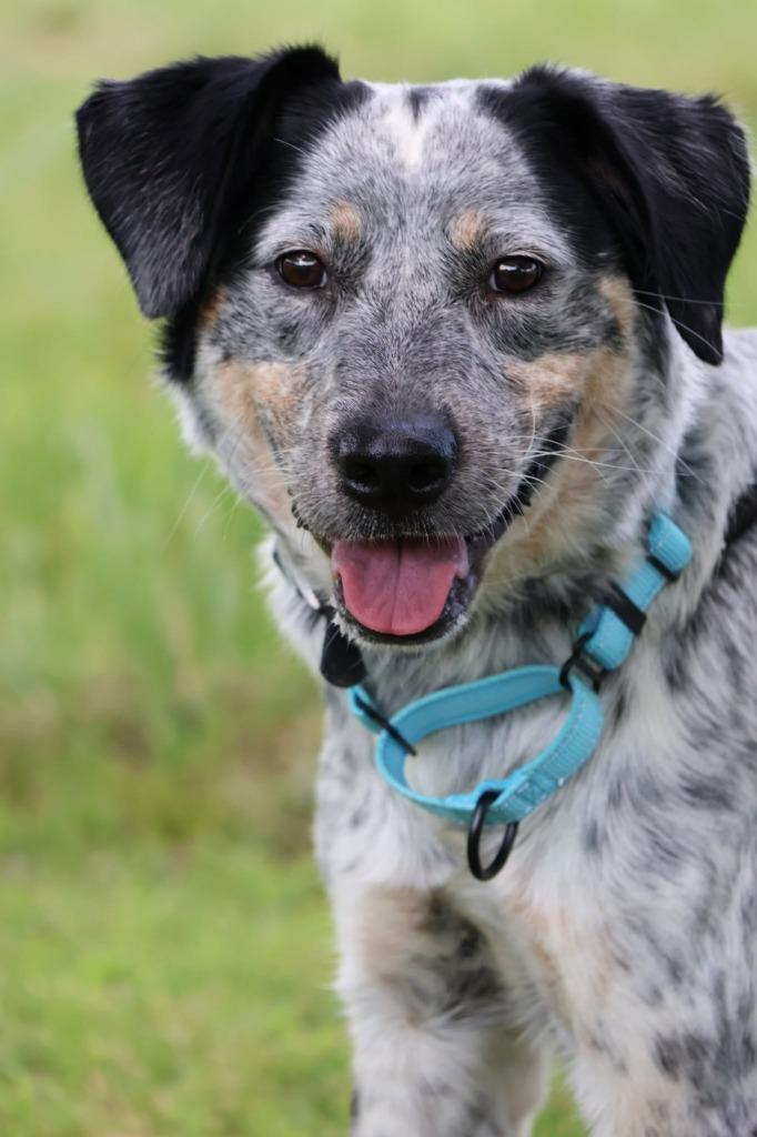 Enlarge Blue, a Adoptable mixed breed in Columbia, TN image 5/5