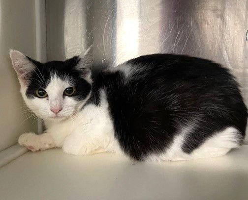 Enlarge Mary, a Adoptable Domestic Short Hair in Carrollton, GA image 1/3