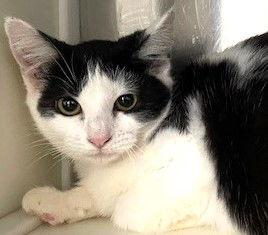 Enlarge Mary, a Adoptable Domestic Short Hair in Carrollton, GA image 2/3