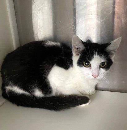 Enlarge Mary, a Adoptable Domestic Short Hair in Carrollton, GA image 3/3