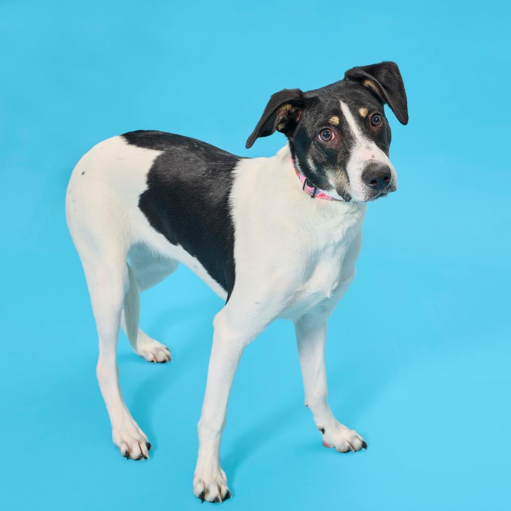 Enlarge Virginia Woolf, a Adoptable mixed breed in Cincinnati, OH image 1/6