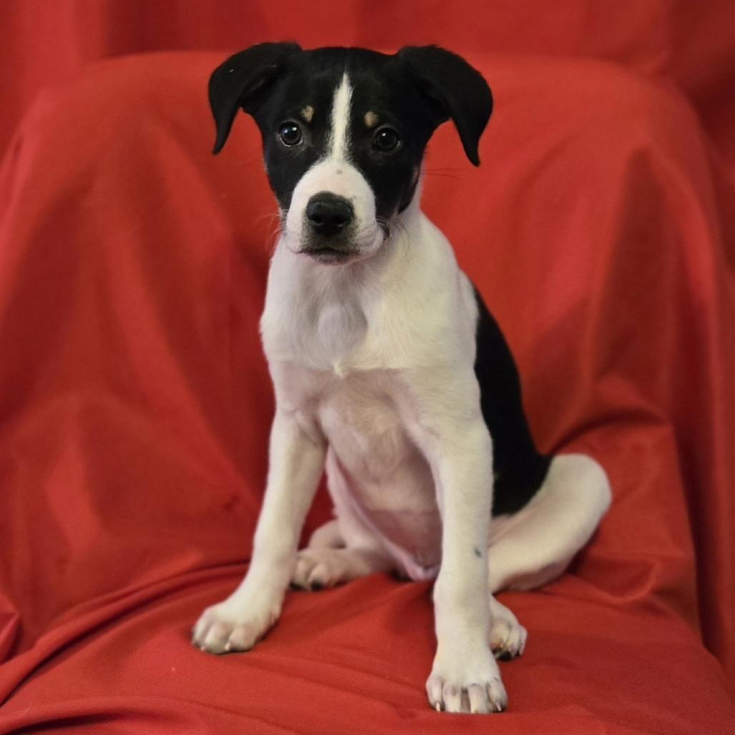 Virginia Woolf, Adoptable, Puppy Female Australian Shepherd.