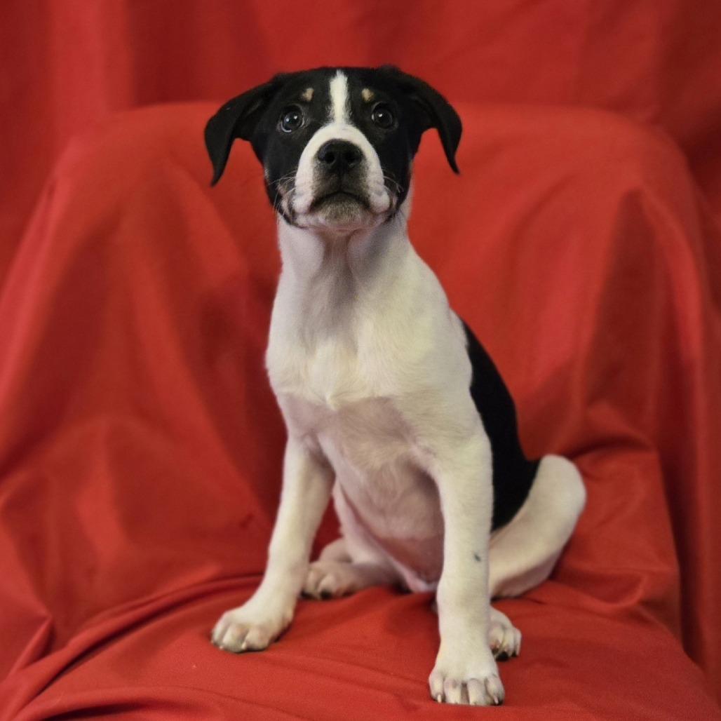 Virginia Woolf, a Adoptable mixed breed in Cincinnati, OH image 2/4