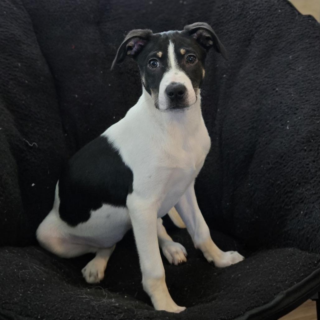 Virginia Woolf, Adoptable, Puppy Female Australian Shepherd.