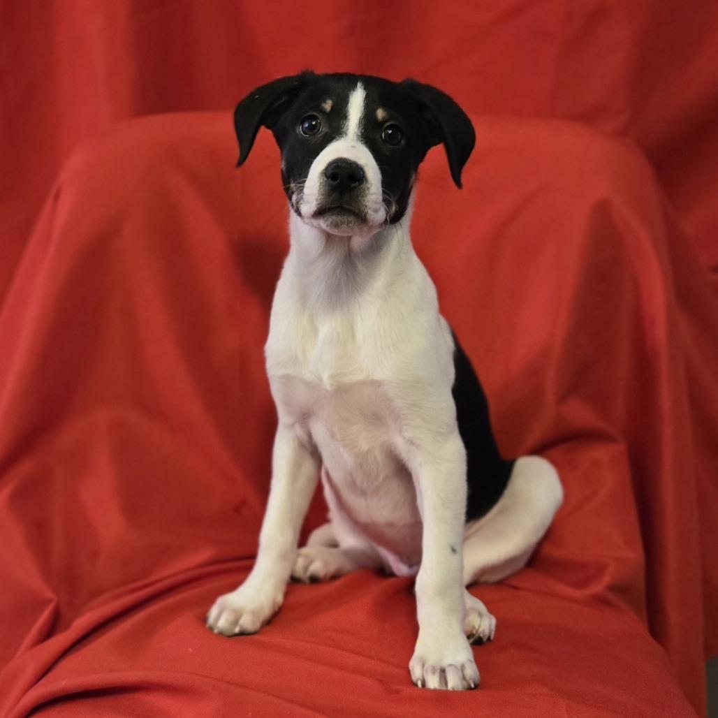 Virginia Woolf, a Adoptable mixed breed in Cincinnati, OH image 3/4
