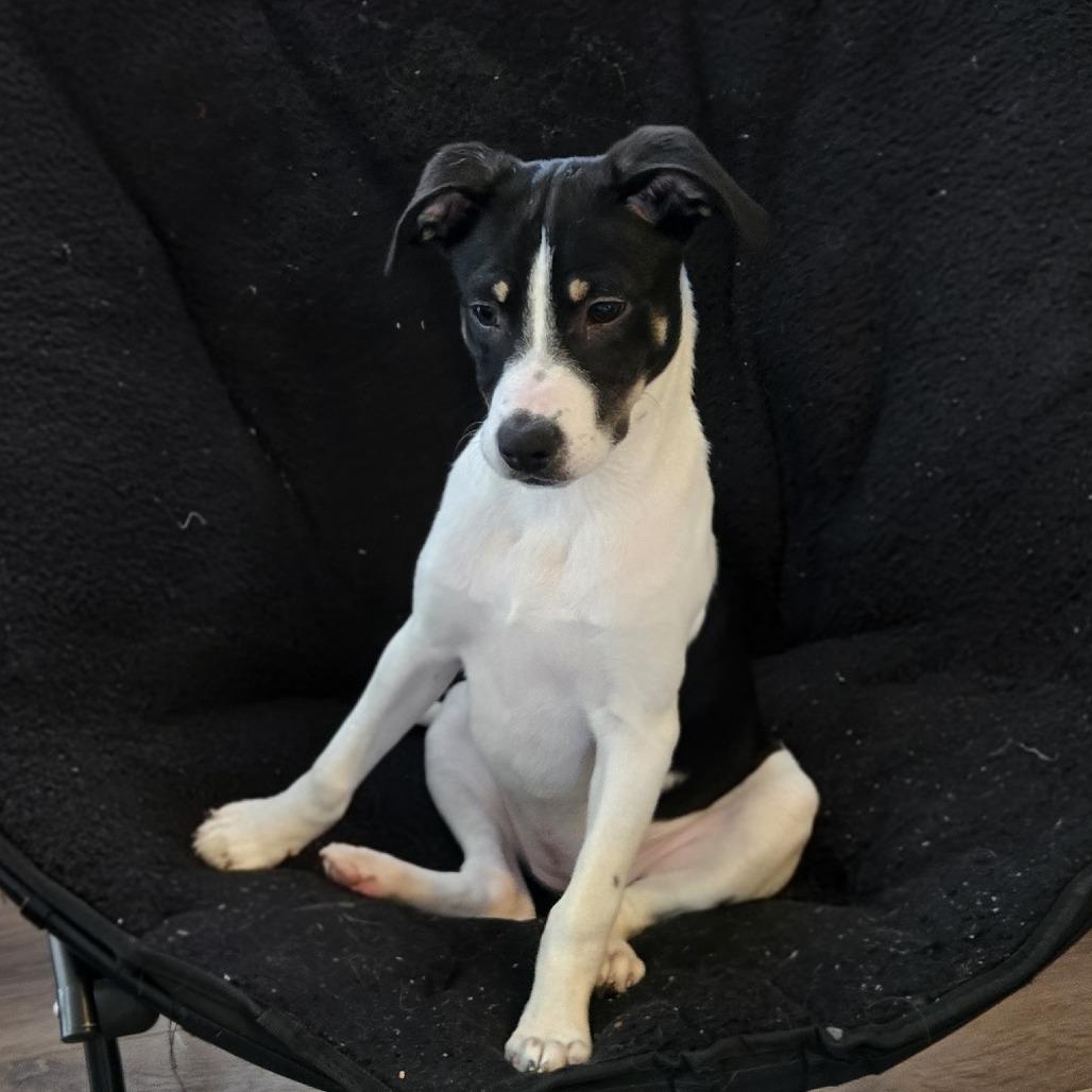 Enlarge Virginia Woolf, a Adoptable mixed breed in Cincinnati, OH image 2/4