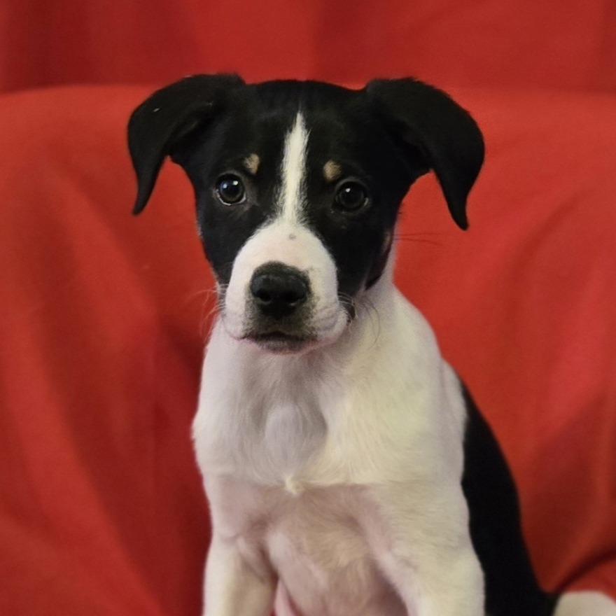 Virginia Woolf, a Adoptable mixed breed in Cincinnati, OH image 4/4