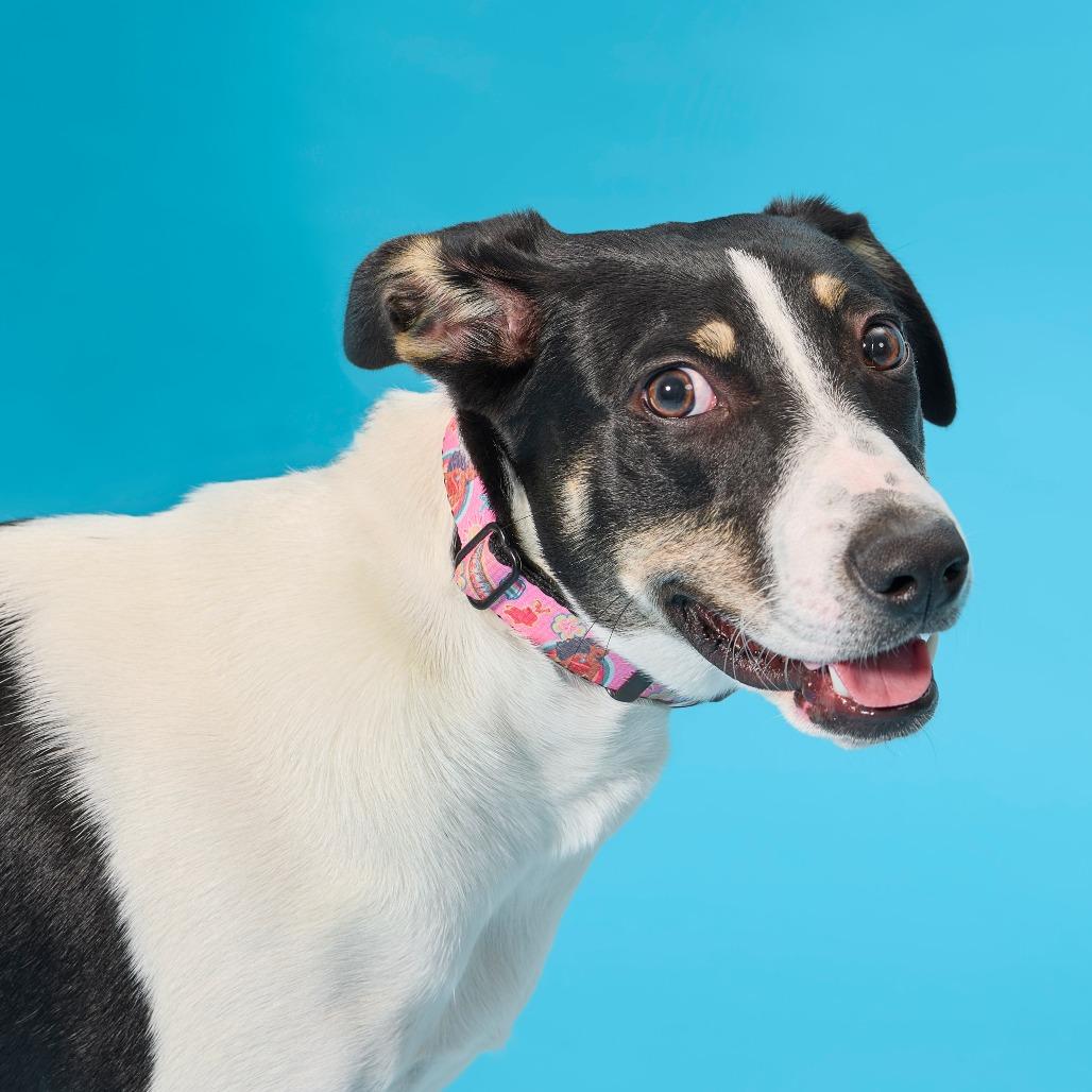 Enlarge Virginia Woolf, a Adoptable mixed breed in Cincinnati, OH image 5/6