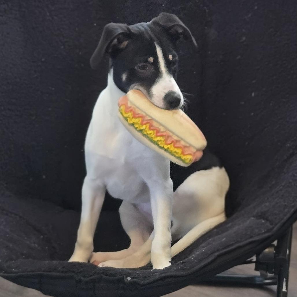 Enlarge Virginia Woolf, a Adoptable mixed breed in Cincinnati, OH image 4/4