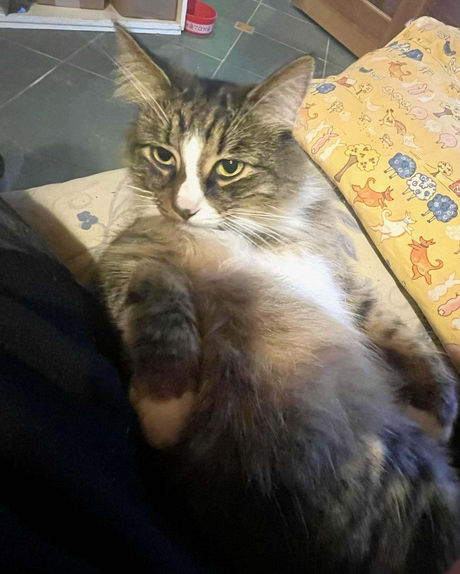 Stormy, a Adoptable mixed breed in Hood River, OR image 3/4