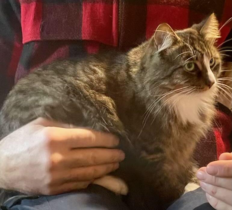 Stormy, a Adoptable mixed breed in Hood River, OR image 4/4