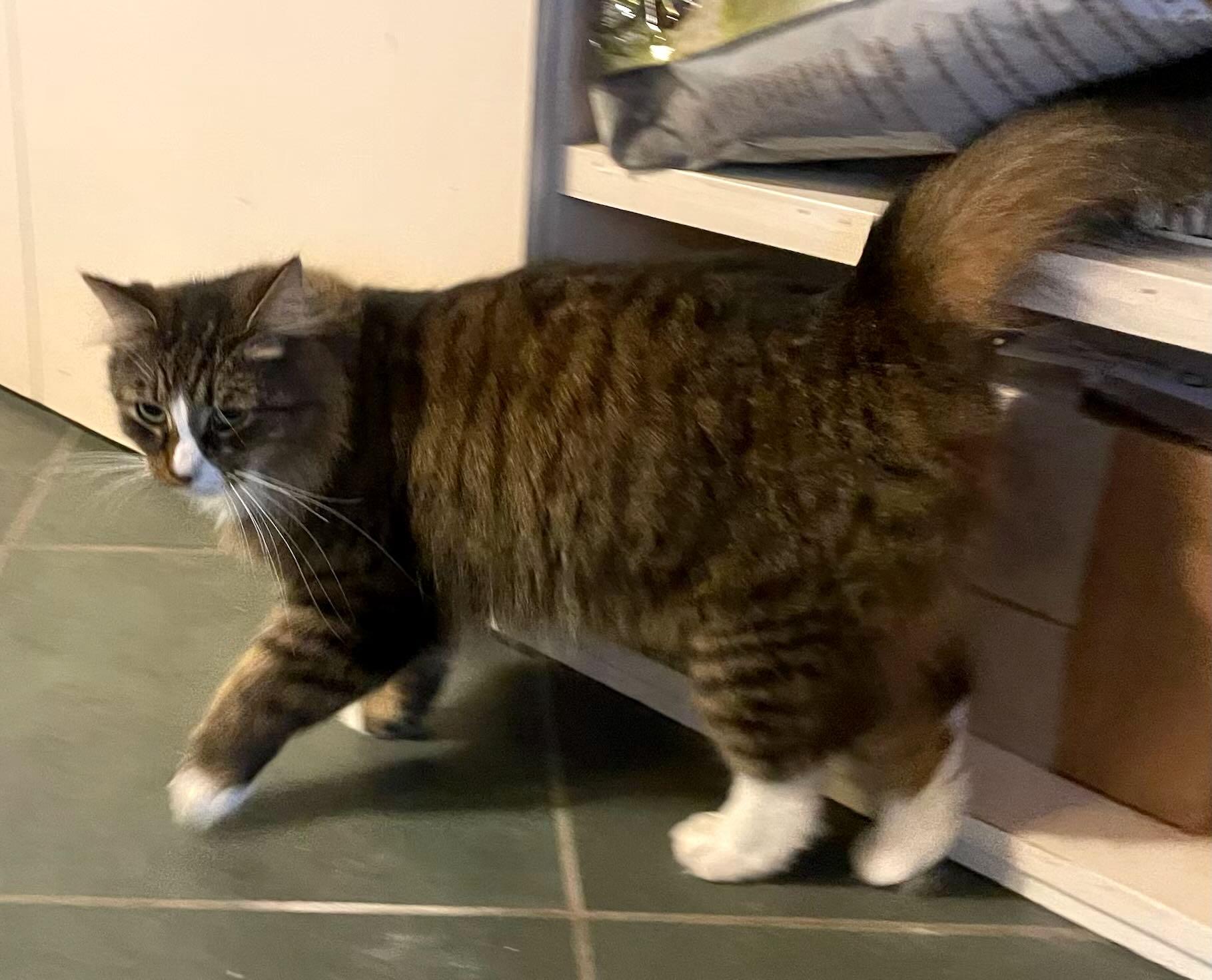 Stormy, Adoptable, Young Female Tabby & Maine Coon.