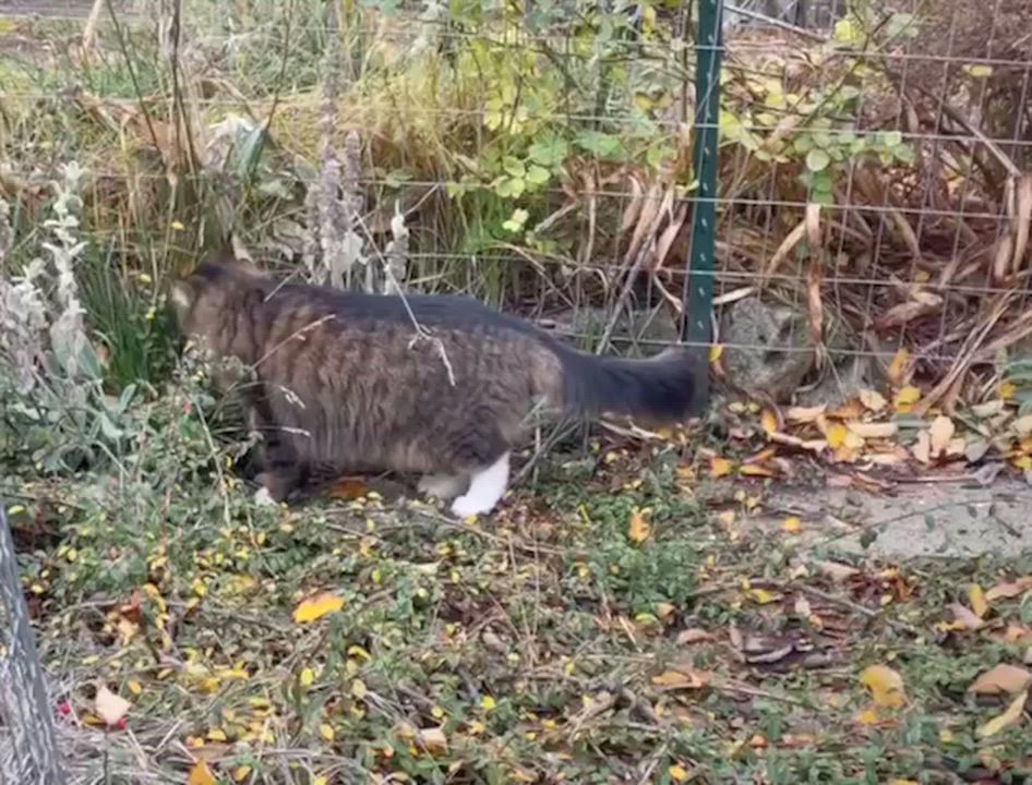 Enlarge Stormy, a Adoptable mixed breed in Hood River, OR video 2/4
