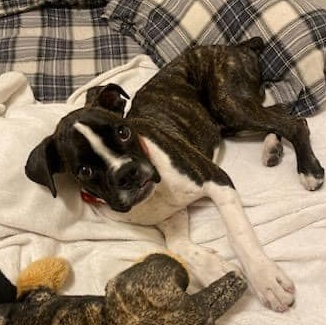 Enlarge Marbles, a Adopted Boxer in Westminster, MD image 1/4