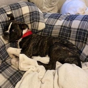 Enlarge Marbles, a Adopted Boxer in Westminster, MD image 2/4