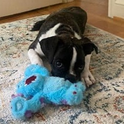 Enlarge Marbles, a Adopted Boxer in Westminster, MD image 4/4