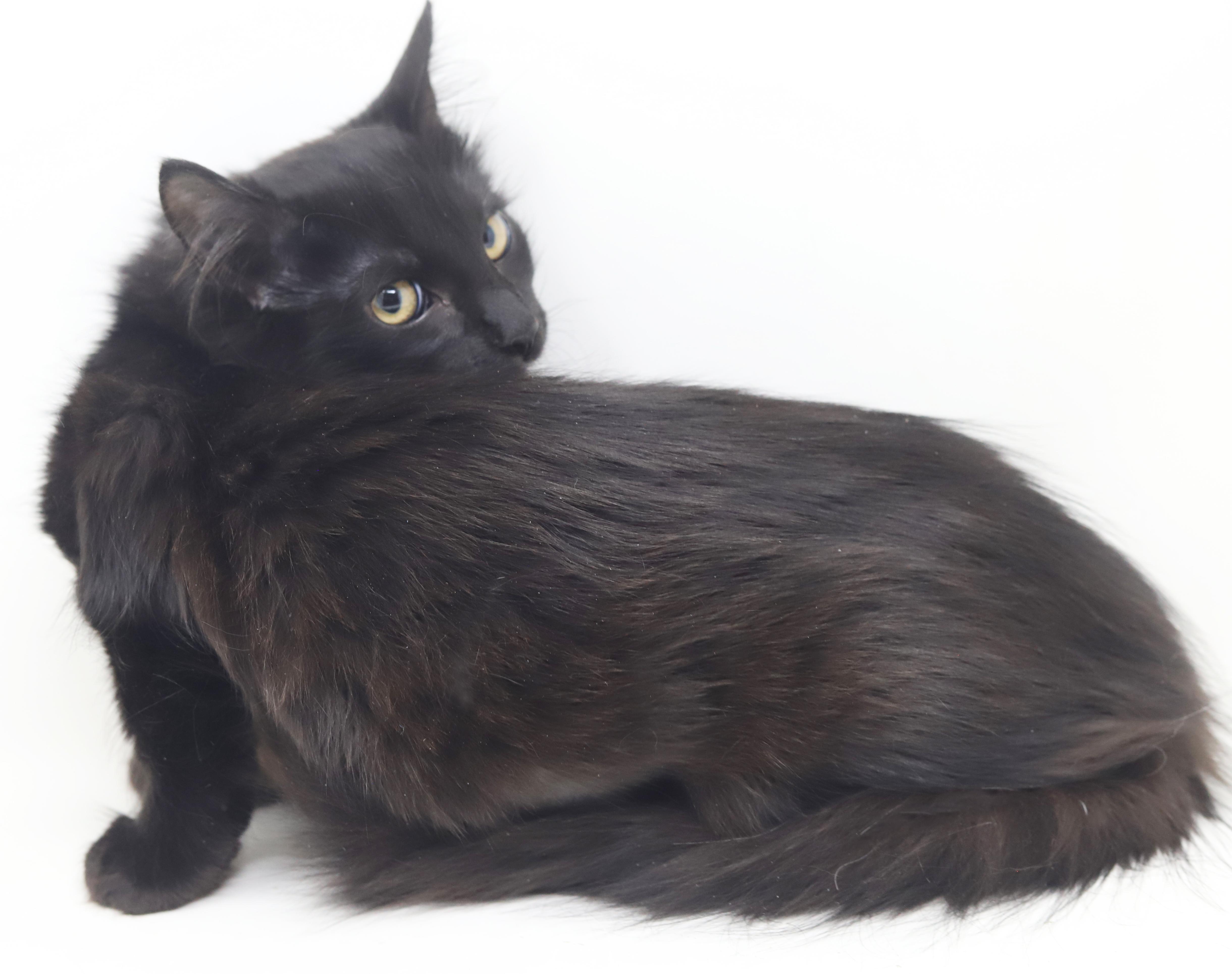 Enlarge Darling and Amor!  So sweet gentle and double the love!, an adopted mixed breed in Bedford Hills, NY image 1/6