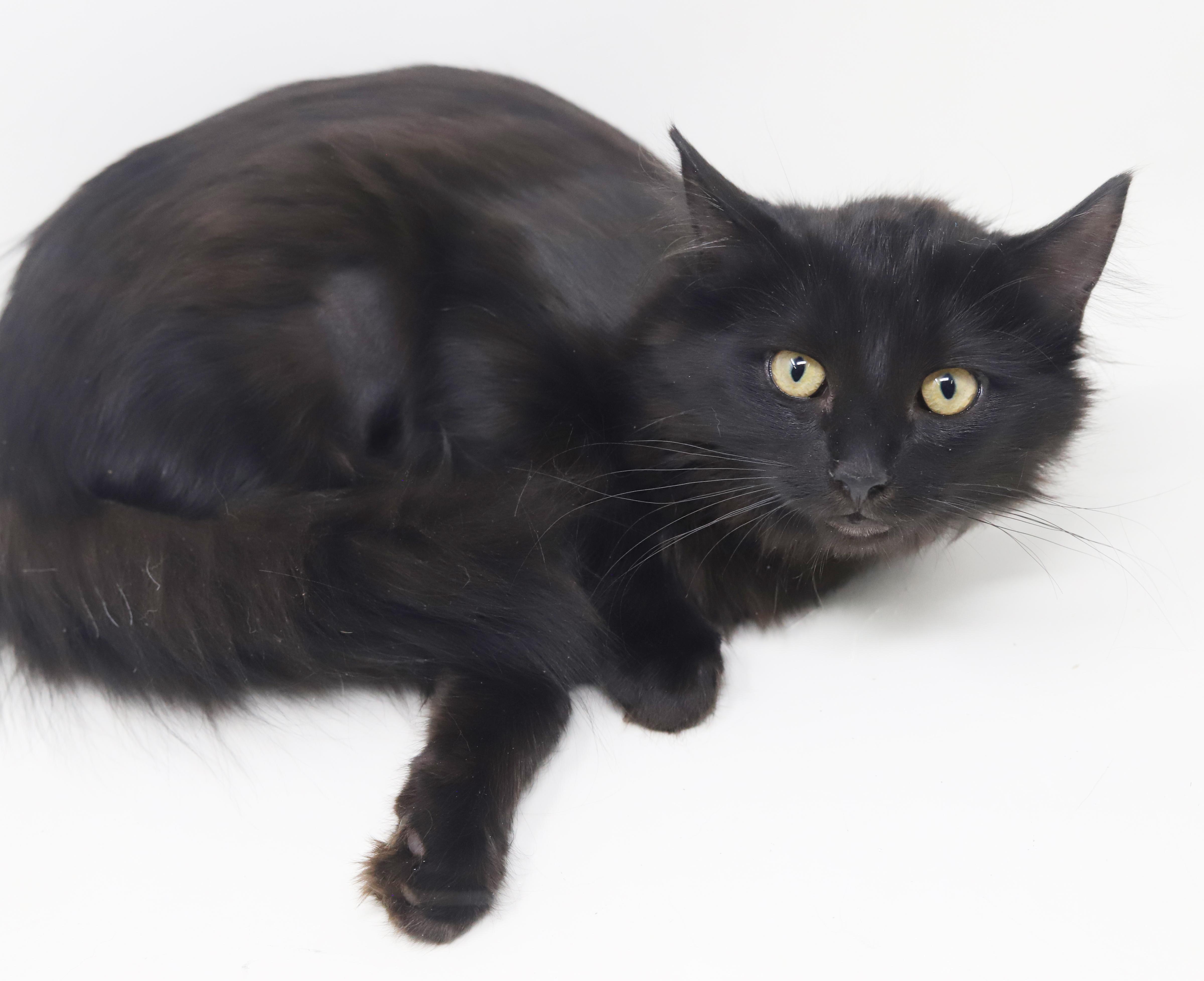 Enlarge Darling and Amor!  So sweet gentle and double the love!, an adopted mixed breed in Bedford Hills, NY image 6/6