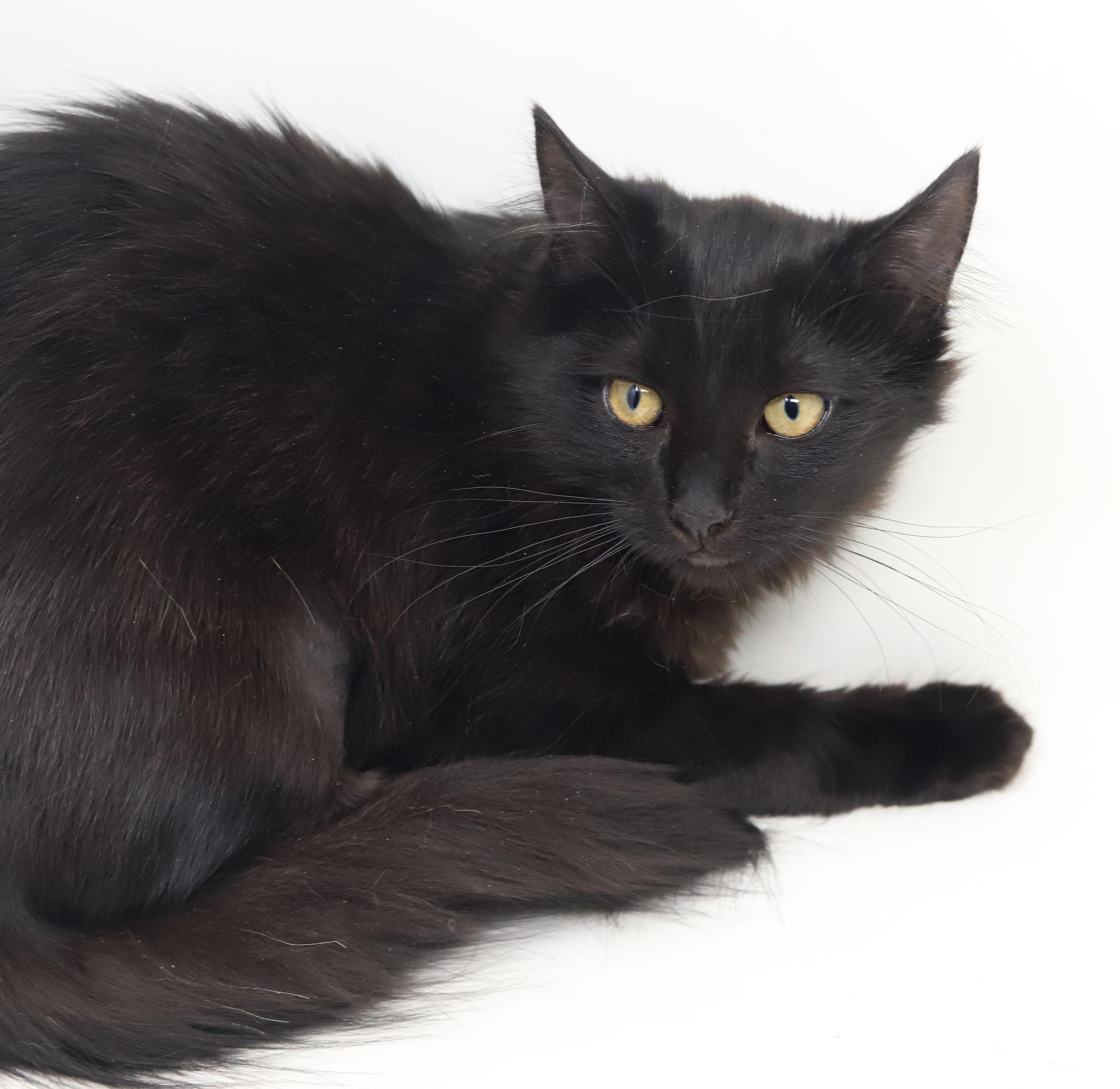 Enlarge Darling and Amor!  So sweet gentle and double the love!, an adopted mixed breed in Bedford Hills, NY image 2/6